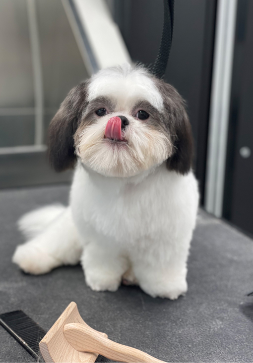 Dog Grooming